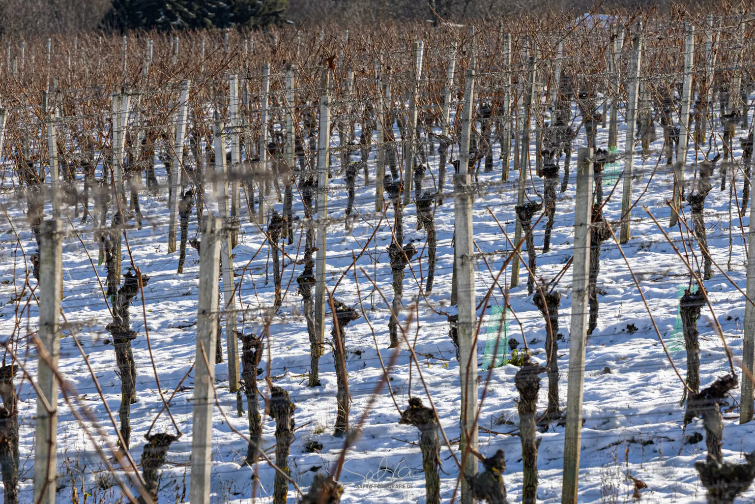 Weinreben im Winter, Großostheim