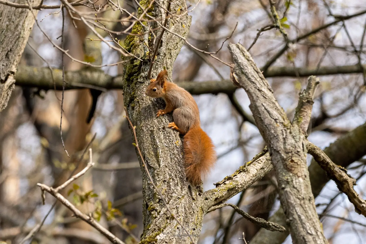 Eichhörnchen, Groß-Umstadt