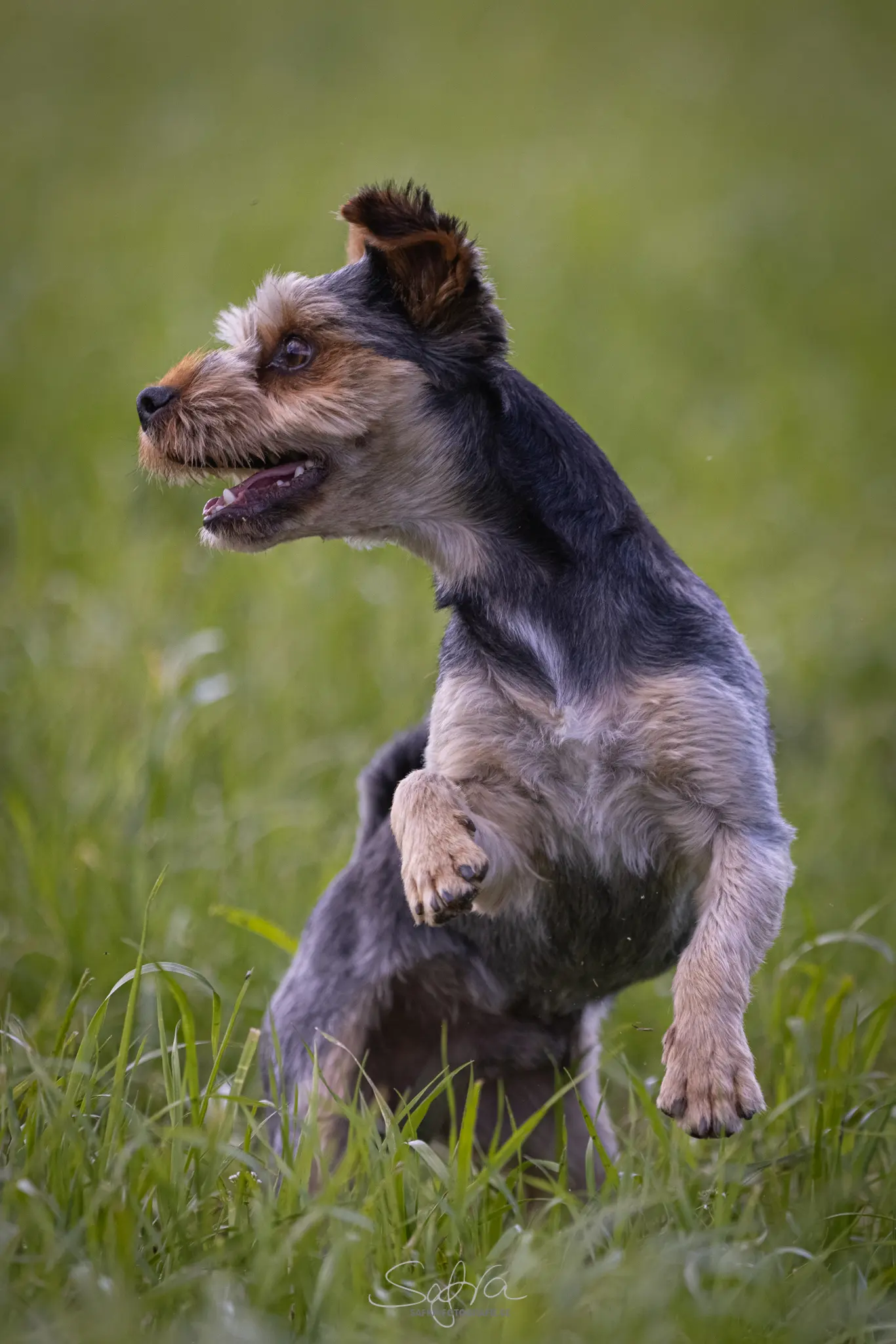 Safra-Fotografie Terrier